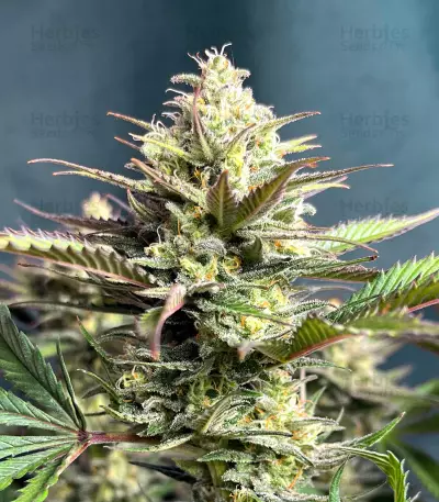 GG4 Sherbet Fast Flowering Feminized Seeds (Fast Buds)