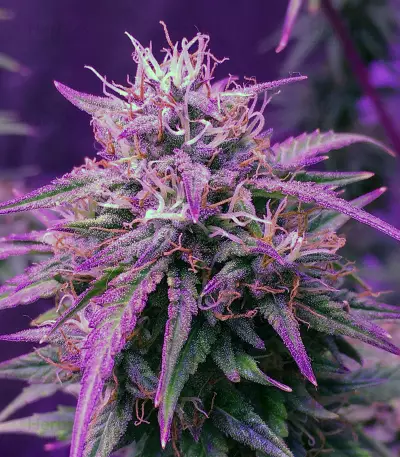 Semi femminizzati Girl Scout Cookies Auto (Auto Seeds)