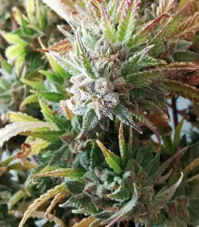Girl Scout Cookies Autoflower feminized seeds