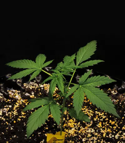 Glue Gelato Auto Seeds