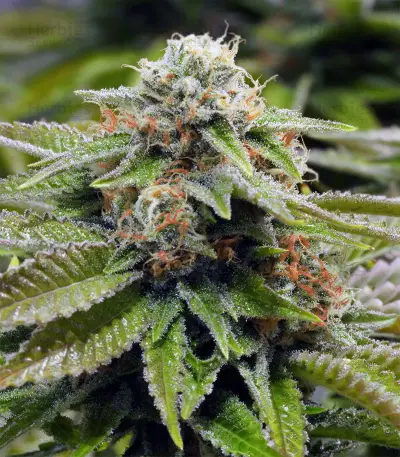 Gorilla Breath Seeds