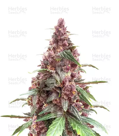 Keepers OG Autoflower Feminized Seeds (Seedkeepers)