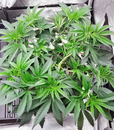 Kush 'N' Cookies CBD (Garden of Green Seeds)
