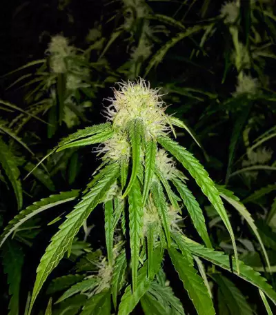 Mango Bubble Cloud Seeds
