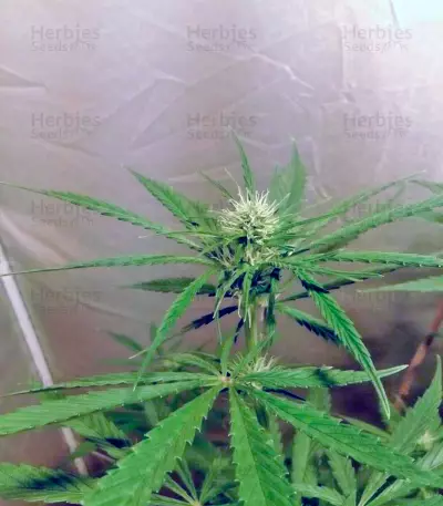 NL5 Haze Mist fem