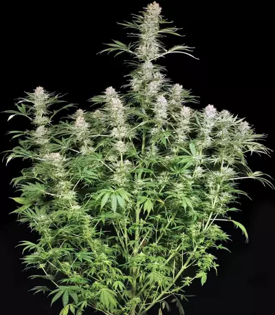 Semi femminizzati di Ortega Indica
