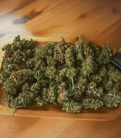 Somango XXL (Nirvana Seeds)