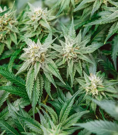 Amnesia Haze XL Seeds