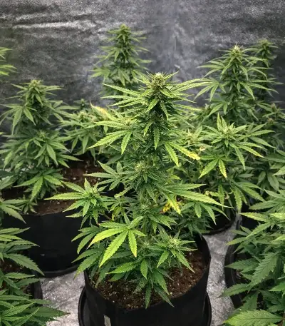 Auto Purple Dawg Mass feminized seeds