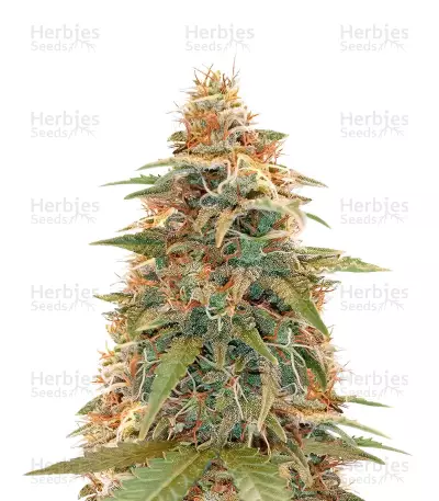 Berry Bomb regular seeds