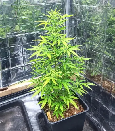 Biscotti Auto Seeds