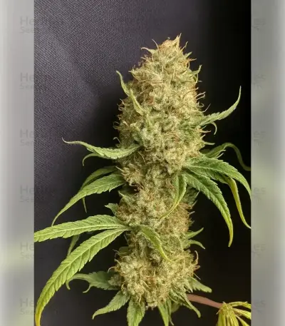 Blackberry Moonrocks Seeds