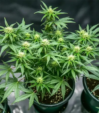Blueberry Auto feminized seeds