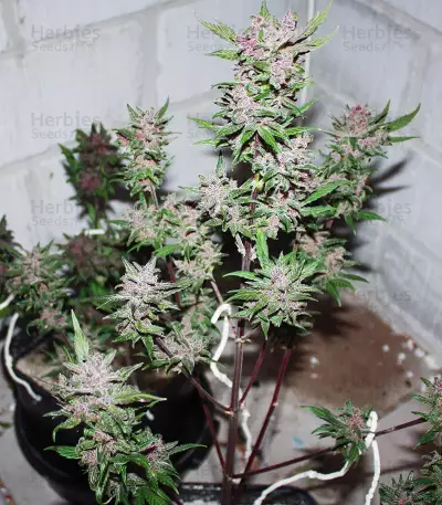 C4 Auto Seeds
