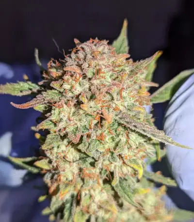 Critical Mass Auto