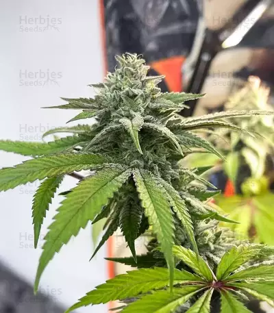 Semillas Feminizadas Florida Sunrise Autoflower (Seedkeepers)