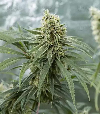 Girl Scout Cookies feminized seeds (Garden of Green)