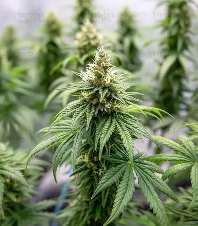 GMO Seeds
