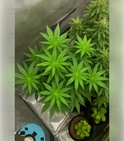 Godfather OG Seeds