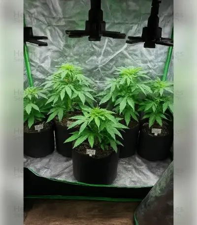Godfather OG Seeds