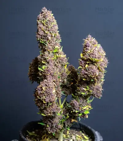 Gorilla King Auto Seeds