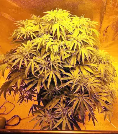 Graines de cannabis Z Gorilla (Original Sensible Seeds)