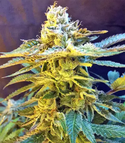 Graines de cannabis Grandaddy Black (Original Sensible Seeds)