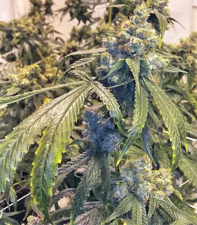 Larry OG Kush Seeds