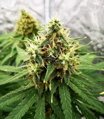 Mamba Negra Fast Seeds