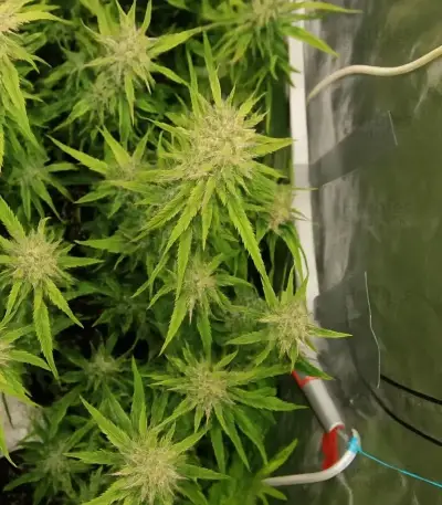 Sementes Feminizadas de Mango Frost Auto (Fast Buds)