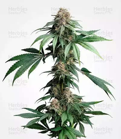 Mendo Breath Seeds