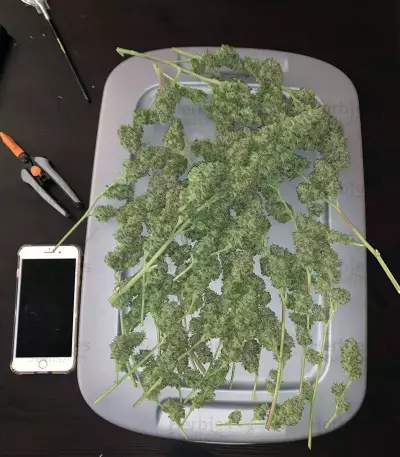 Graines de cannabis Monkey GG#4 Original Glue (Growers Choice)
