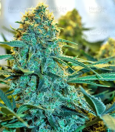 Mozzarella (G13 Labs)