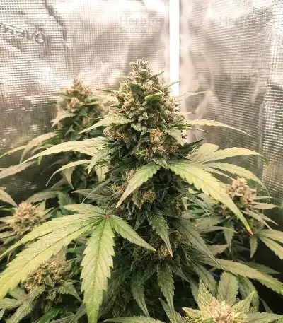 Northern Auto (BlimBurn Seeds)