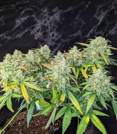 Original Auto Sour Diesel (Fast Buds)