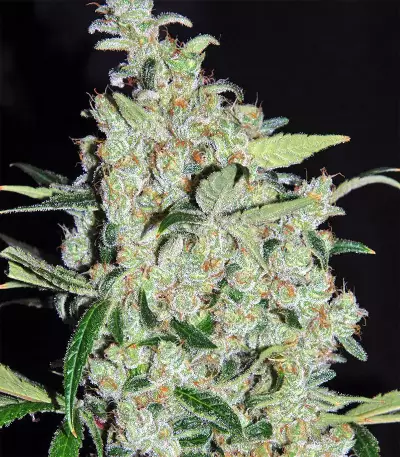 Purple Mexican Seeds