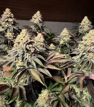 Semi Femminizzati Runtz x Layer Cake (Barney's Farm)