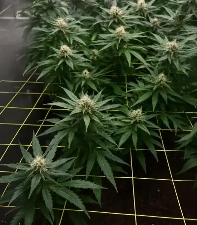 Santa Muerte Fast Seeds