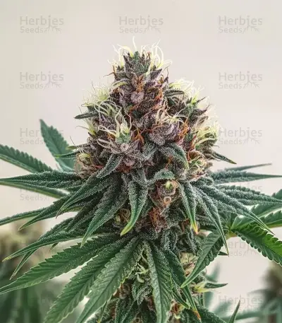 Graines de cannabis Soul Star (Dr. Underground)