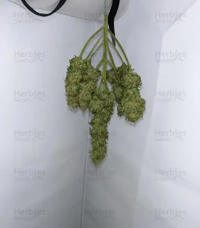 Steve’s Dream Queen Seeds