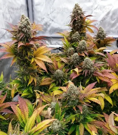 Steve’s Hellfire OG Seeds