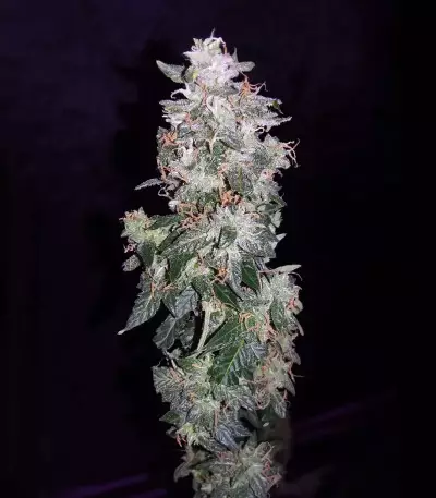 Sweet CBD Seeds