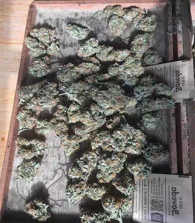 Semi femminizzati Trans Siberian Auto