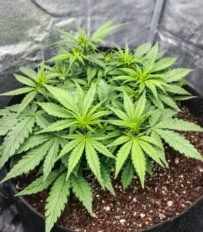 Tropicana Cookies Auto Seeds