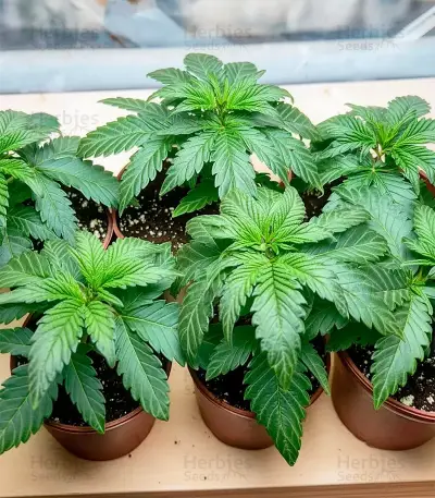 Wonder Pie Seeds