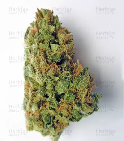 Zamaldelica x Kali China (Ace Seeds)