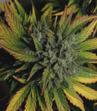 Original Auto AK Seeds