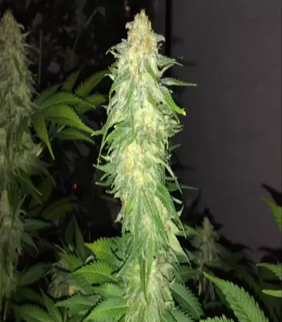 Super Skunk feminized seeds (White Label)