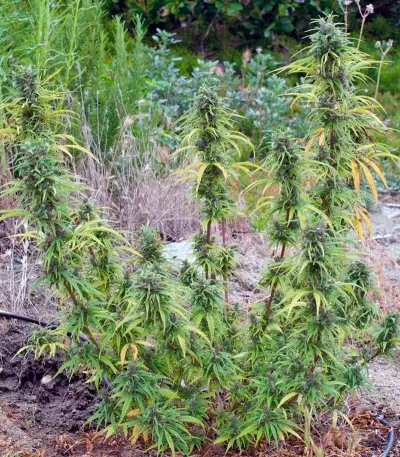 Durban Poison Seeds
