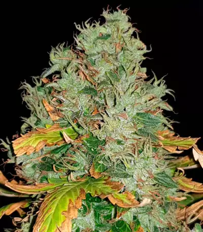 Auto Duck strain